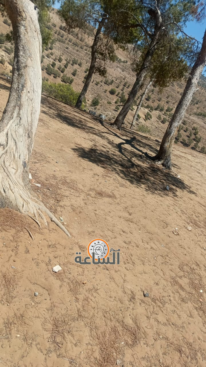 Madar Al-Saa Images 0.9857828236984711