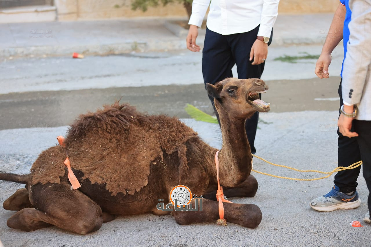 Madar Al-Saa Images 0.4802133117443278