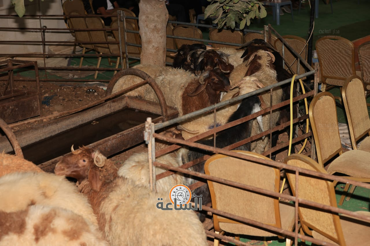 Madar Al-Saa Images 0.5253462519688348