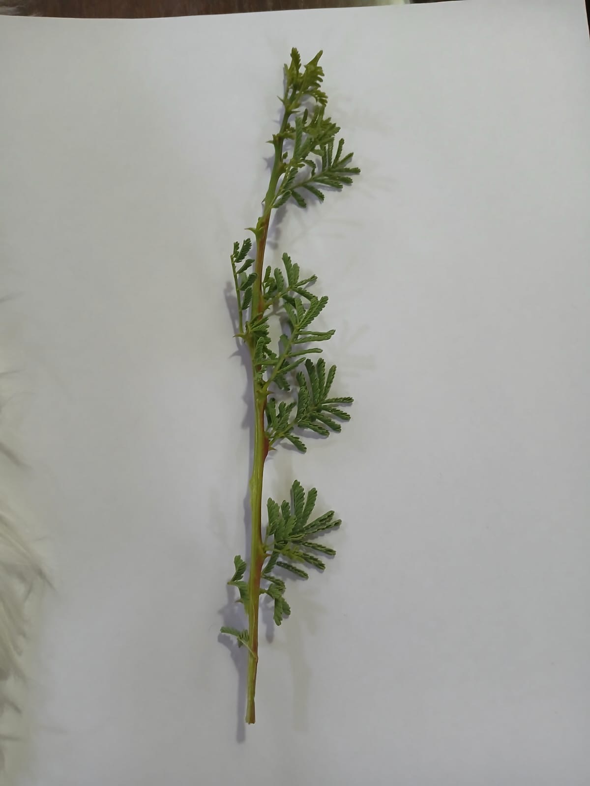 Madar Al-Saa Images 0.6299906135171867