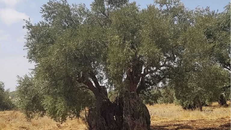 Madar Al-Saa Images 0.8223243698886091