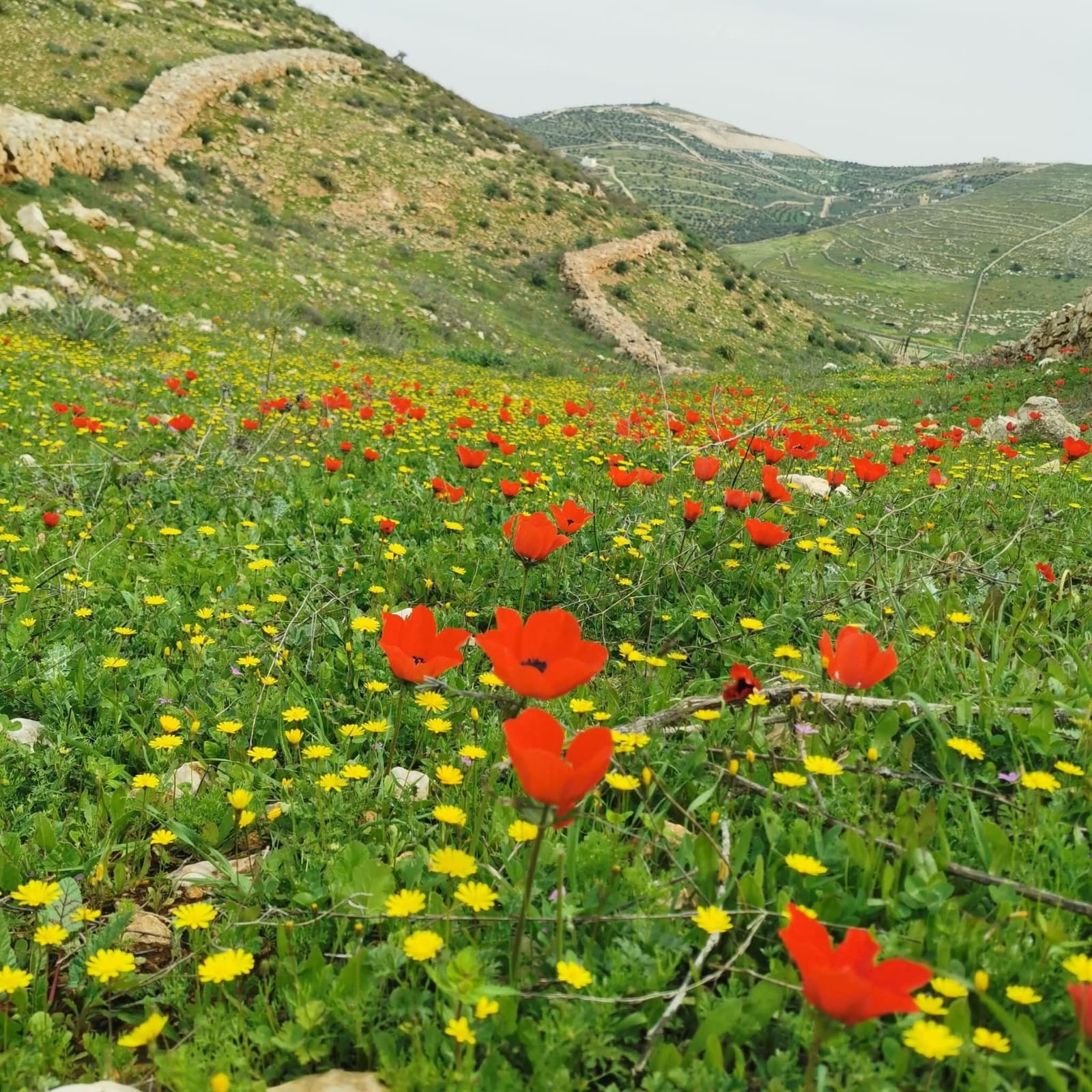 Madar Al-Saa Images 0.9548103611443503