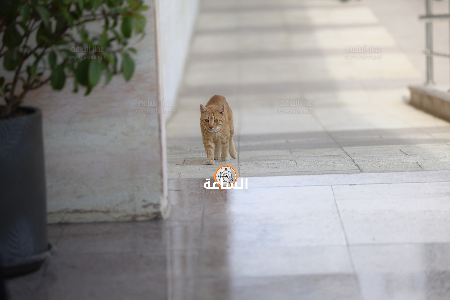 Madar Al-Saa Images 0.40905086689373304