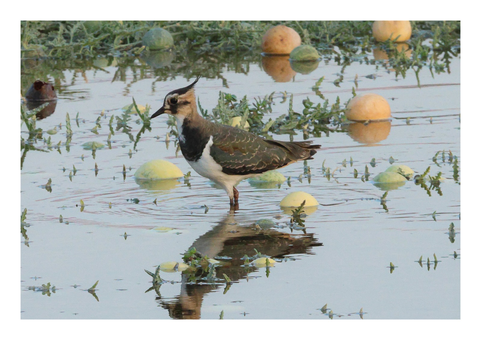 Madar Al-Saa Images 0.005742261671568882