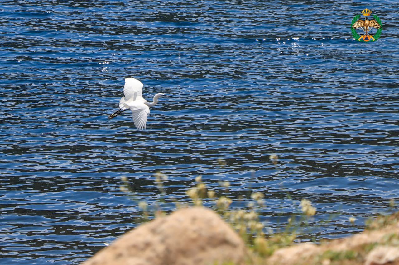 Madar Al-Saa Images 0.6782459571912899