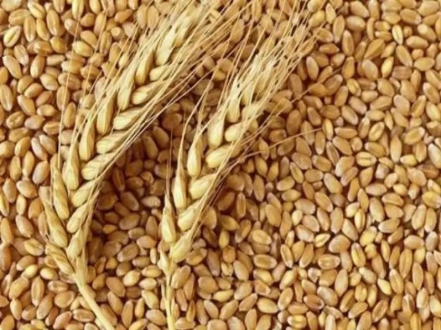 مدار الساعة,أخبار الأردن,اخبار الاردن,وزير الزراعة,وزارة الزراعة