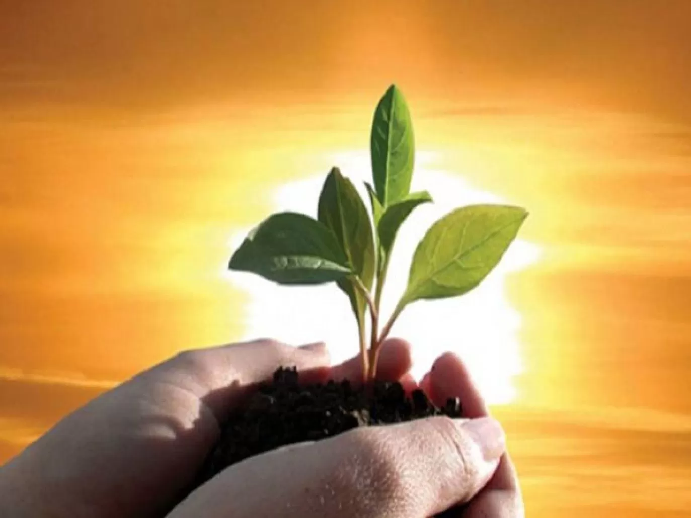 لحم كتافه من خيري