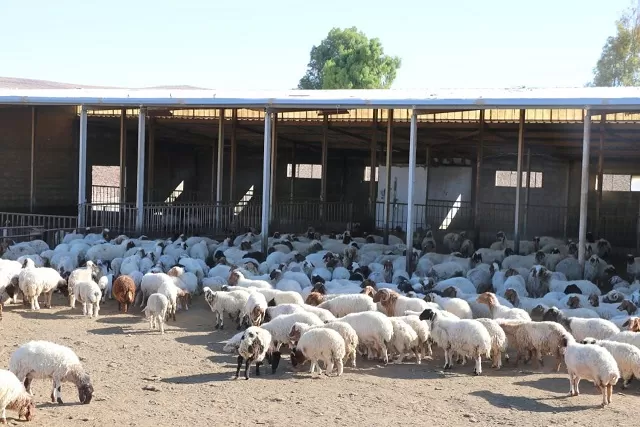 مدار الساعة,أخبار الأردن,اخبار الاردن,الملك عبدالله الثاني,مديرية الأمن العام,الأمن العام,عيد الأضحى