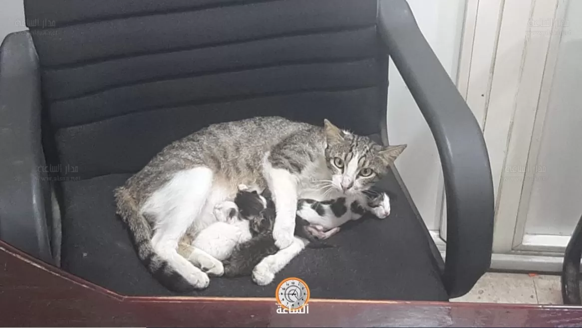 مدار الساعة,أخبار الأردن,اخبار الاردن