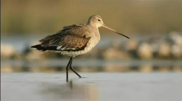 مدار الساعة,أخبار السياحة في الأردن