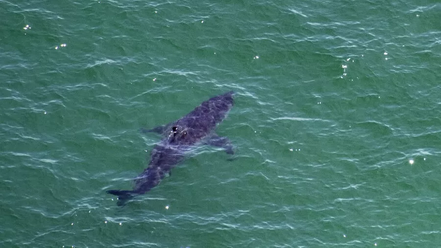 مدار الساعة,أخبار عربية ودولية,#هجوم_سمكة_قرش #الغردقة #السلامة_في_المياه