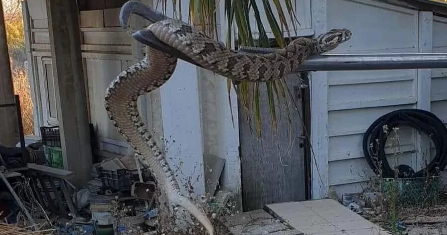 مدار الساعة,أخبار الأردن,اخبار الاردن,مستشفى الرمثا