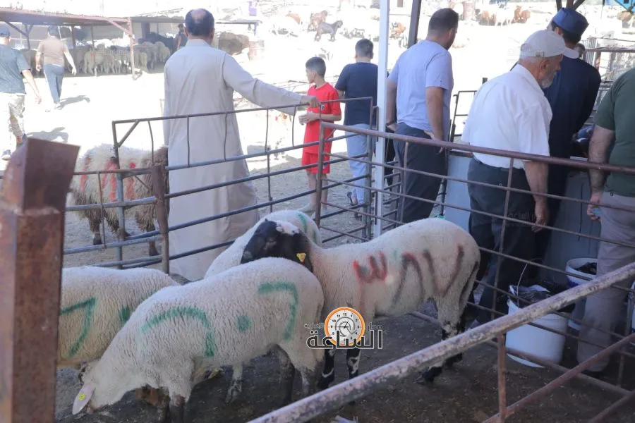 مدار الساعة,Video,فيديو,أخبار الأردن,اخبار الاردن,قطاع غزة,الأضاحي,الاضاحي الأردن