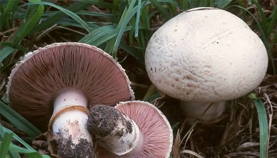 مدار الساعة,أخبار الأردن,اخبار الاردن,وزارة الصحة,وكالة الأنباء الأردنية,مستشفى الأميرة راية