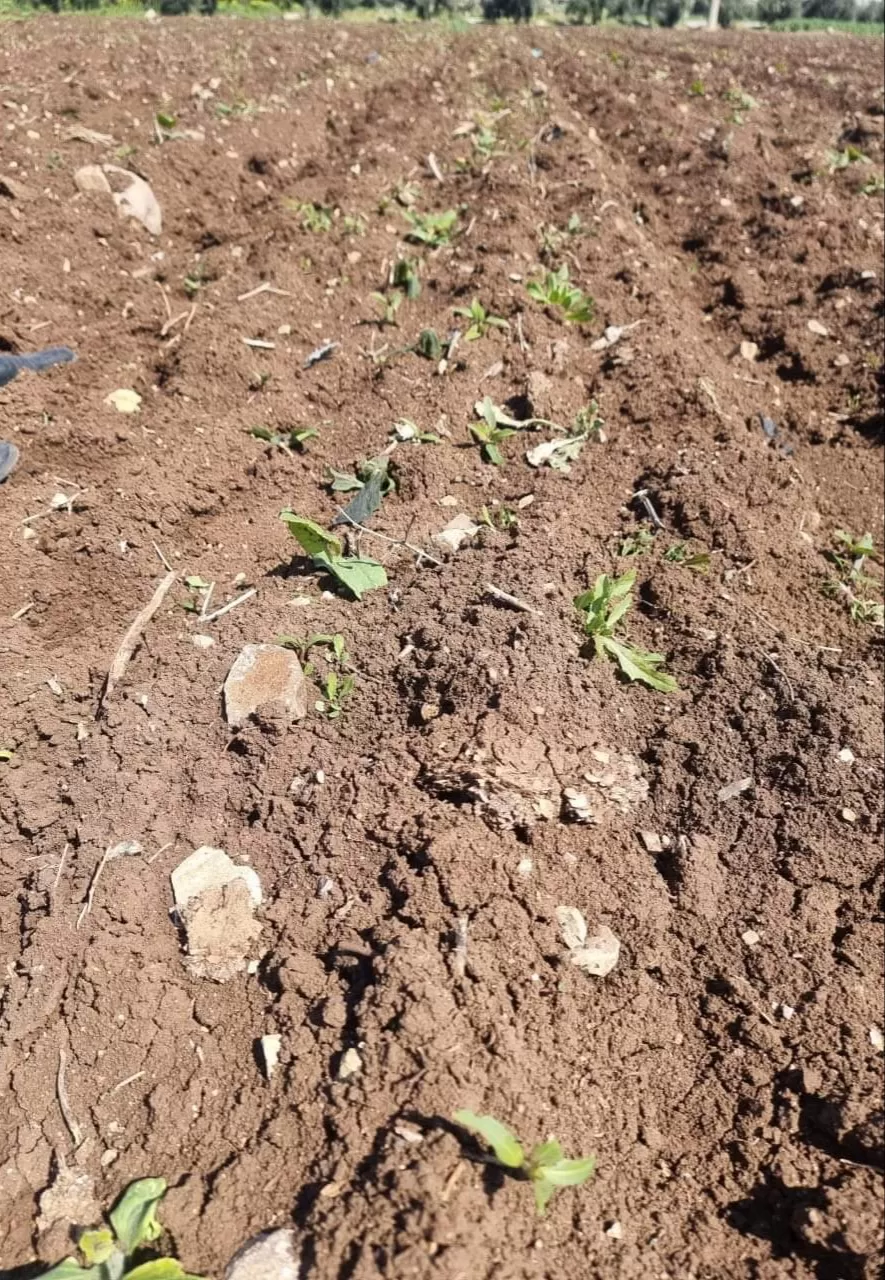 مدار الساعة,أخبار الأردن,اخبار الاردن,وزارة الزراعة,وكالة الأنباء الأردنية