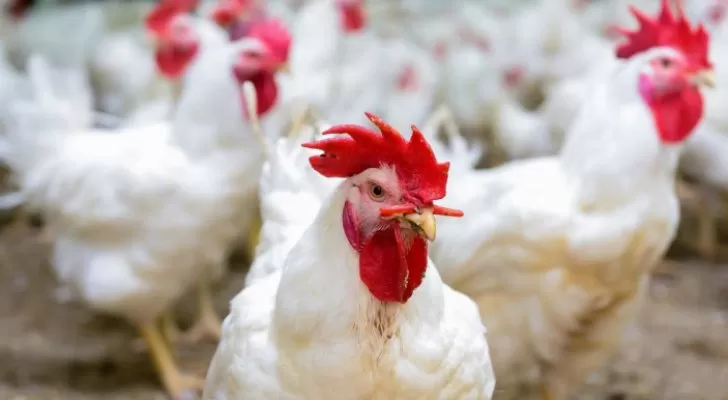 مدار الساعة,أخبار اقتصادية,وزير الصناعة والتجارة والتموين,وزارة الصناعة والتجارة,وزارة الصناعة