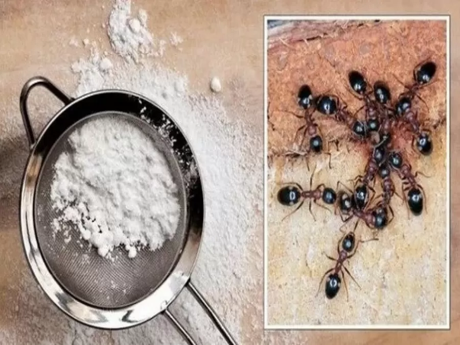 مدار الساعة,أخبار الأسرة