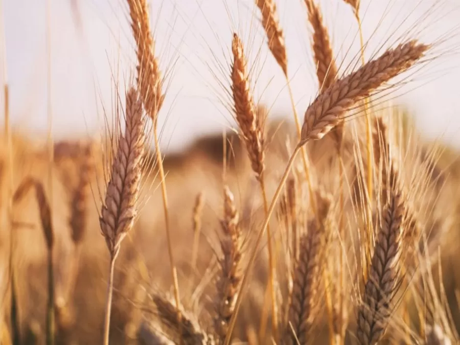 مدار الساعة,أخبار الأردن,اخبار الاردن,المؤسسة العامة للغذاء والدواء,مؤسسة الغذاء والدواء