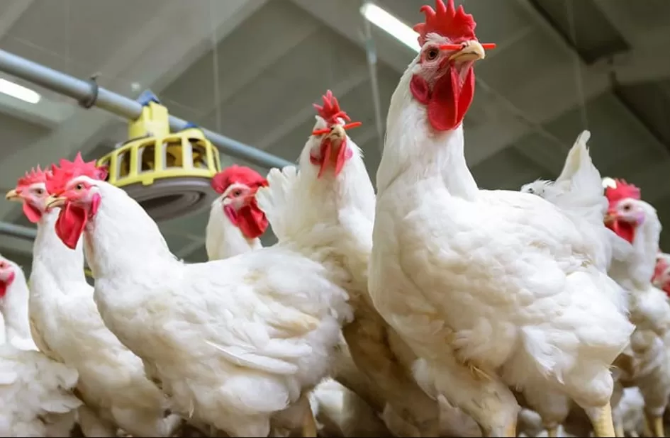 مدار الساعة,أخبار اقتصادية,المملكة الأردنية الهاشمية,كورونا,وزارة الزراعة,عيد الفطر