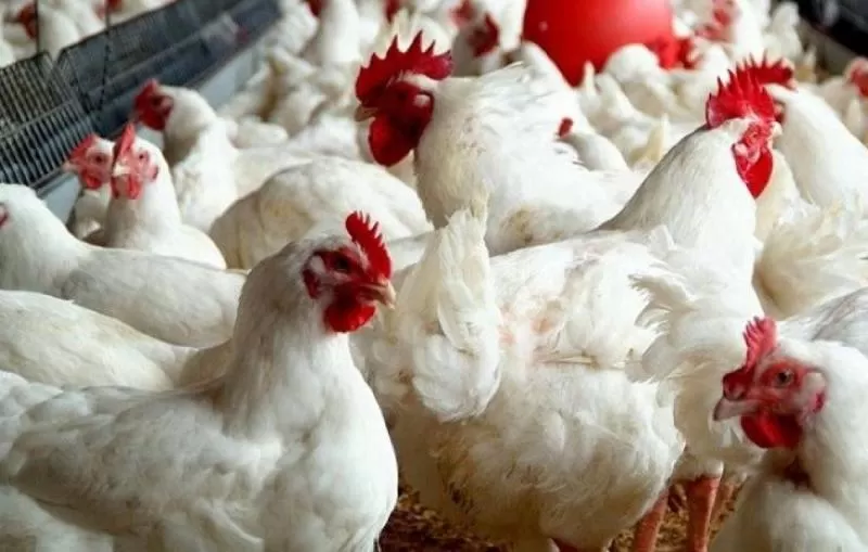 مدار الساعة,أخبار اقتصادية,كورونا,وزارة الصناعة والتجارة,وكالة الأنباء الأردنية,أمانة عمان الكبرى,وزارة الصناعة,عيد الفطر