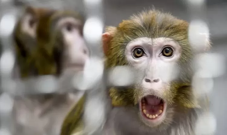 مدار الساعة,أخبار عربية ودولية,جدري القردة,منظمة الصحة العالمية