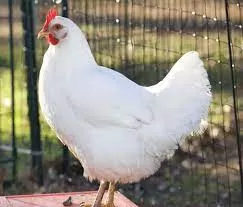 مدار الساعة,أخبار الأردن,اخبار الاردن