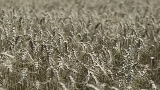 مدار الساعة,أخبار اقتصادية,وزير الزراعة
