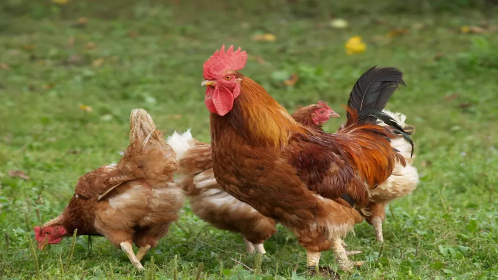مدار الساعة,أخبار اقتصادية,وزارة الصناعة والتجارة,وزارة الزراعة,المؤسسة العامة للغذاء والدواء,وزارة الصناعة
