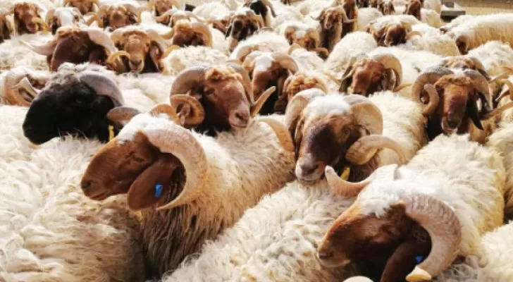 مدار الساعة,أخبار اقتصادية,وزارة الزراعة,عيد الأضحى