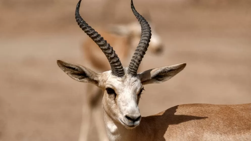 مدار الساعة,أخبار عربية ودولية,وزارة الزراعة,درجات الحرارة