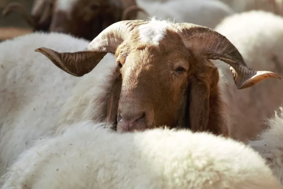 مدار الساعة,أخبار اقتصادية,عيد الأضحى,سلطنة عمان,وسائل التواصل الاجتماعي