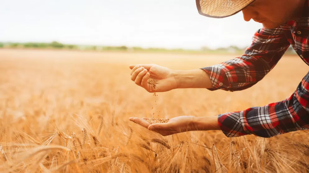 مدار الساعة,أخبار اقتصادية,وزارة الزراعة,الأمم المتحدة
