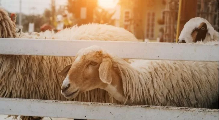مدار الساعة,أخبار الأردن,اخبار الاردن,عيد الأضحى,درجات الحرارة