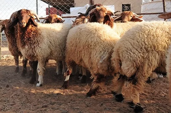 مدار الساعة,أخبار اقتصادية,وزارة الزراعة