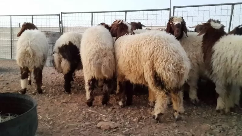 مدار الساعة,أخبار الأردن,اخبار الاردن,الأمير حسين,أمانة عمان,أمانة عمان الكبرى,الشرطة النسائية