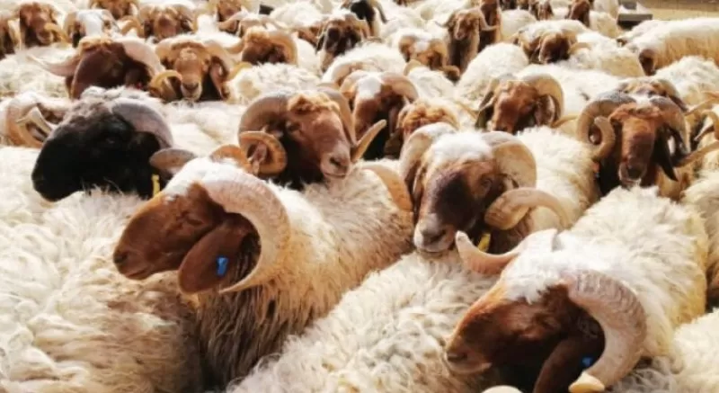 مدار الساعة,أخبار الأردن,اخبار الاردن,الأمير حسين,أمانة عمان,الشرطة النسائية