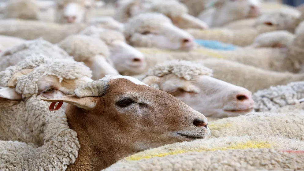 مدار الساعة,أخبار الأردن,اخبار الاردن,وزارة الإدارة المحلية,أمانة عمان,نقابة الأطباء,الإدارة الملكية لحماية البيئة