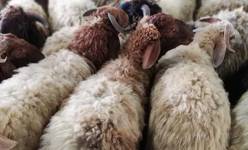 مدار الساعة,أخبار الأردن,اخبار الاردن,وزير الزراعة,وزارة الزراعة,عيد الأضحى