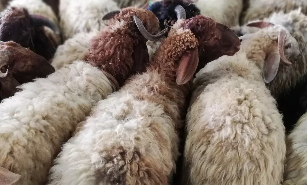 مدار الساعة,أخبار الأردن,اخبار الاردن,وزارة الزراعة,وكالة الأنباء الأردنية,عيد الأضحى