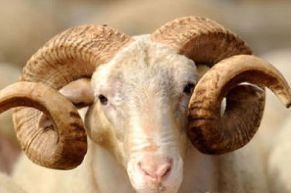 مدار الساعة,أخبار الأردن,اخبار الاردن,وزارة الإدارة المحلية,وزارة البيئة,أمانة عمان,أمانة عمان الكبرى