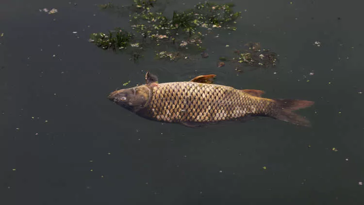 مدار الساعة,أخبار الأردن,اخبار الاردن,وزارة الزراعة,سلطة وادي الأردن,وادي الأردن,وزارة البيئة