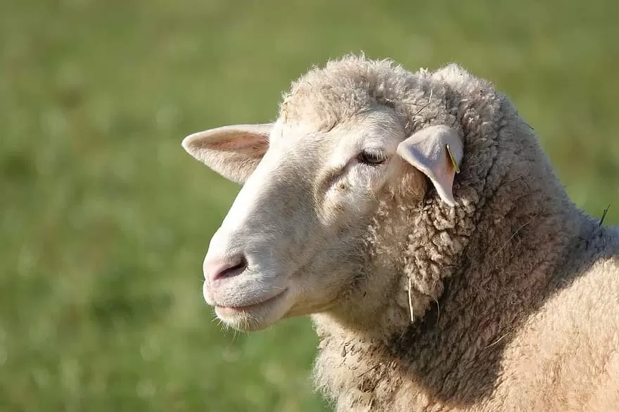 مدار الساعة,أخبار الأردن,اخبار الاردن,أمانة عمان الكبرى,أمانة عمان,عيد الأضحى