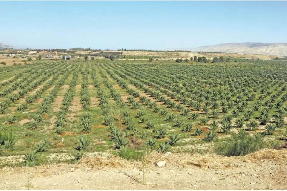 مدار الساعة,أخبار اقتصادية,سلطة وادي الأردن,وادي الأردن