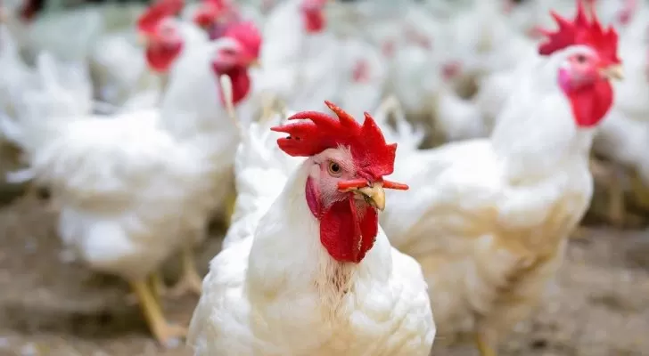 مدار الساعة,أخبار اقتصادية,عيد الأضحى