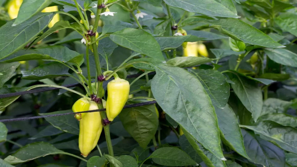 مدار الساعة,أخبار اقتصادية,وزير الزراعة