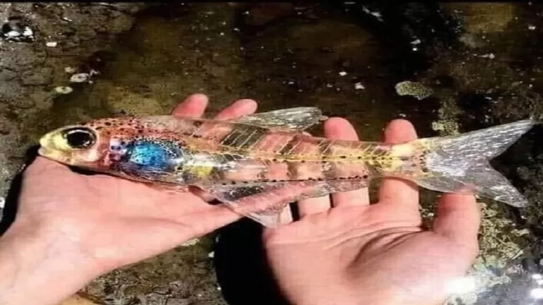 مدار الساعة,أخبار خفيفة ومنوعة