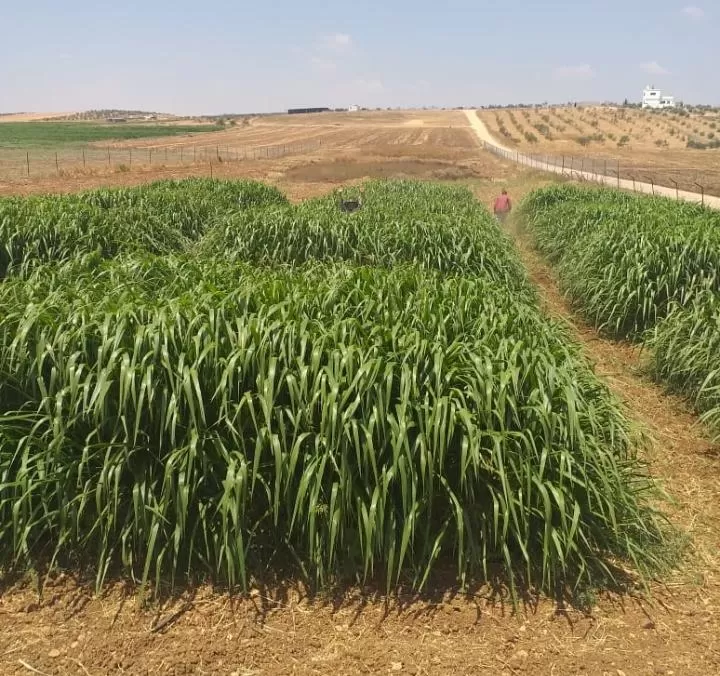 مدار الساعة,أخبار اقتصادية,المركز الوطني للبحوث الزراعية,البحوث الزراعية,درجات الحرارة