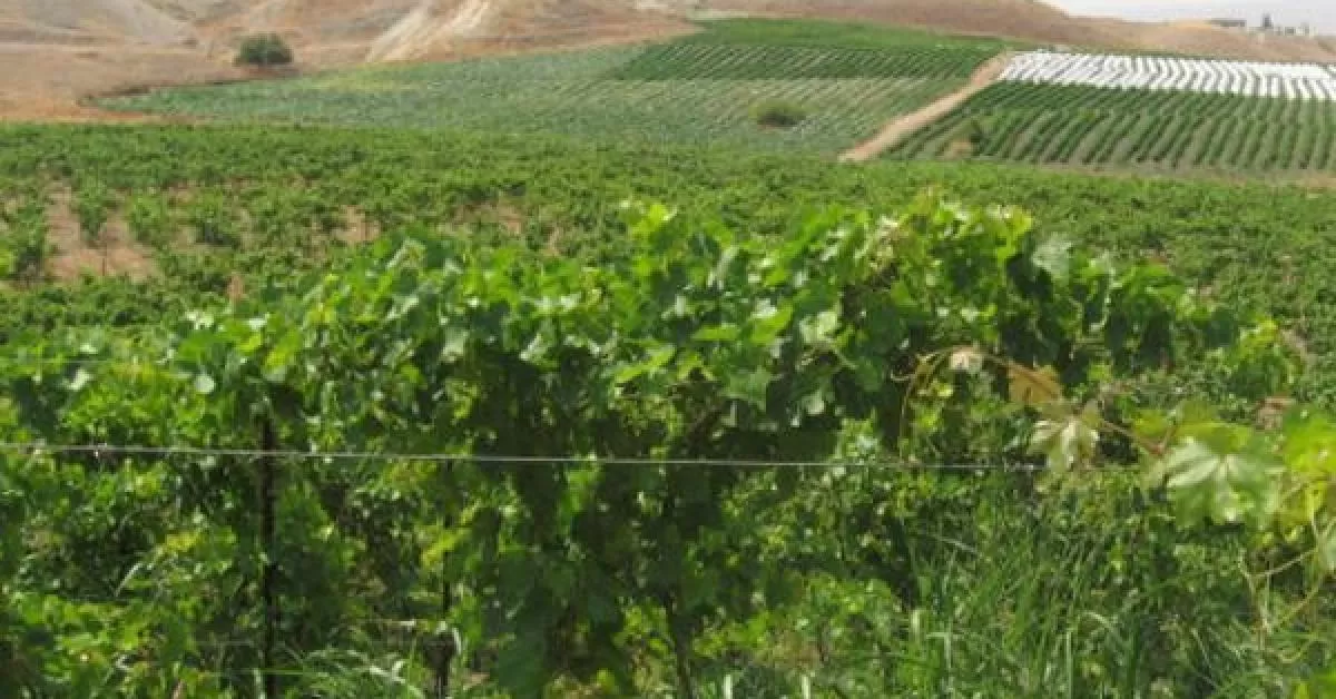 مدار الساعة,أخبار اقتصادية,وزارة الصناعة والتجارة,وزارة الصناعة