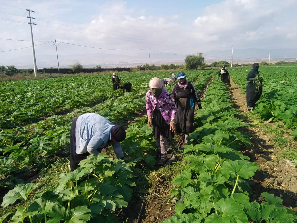 مدار الساعة,أخبار اقتصادية,وزير الزراعة,الملك عبدالله الثاني,كورونا,وزارة الصناعة والتجارة,وزارة الزراعة,مؤسسة المواصفات والمقاييس,دائرة الإحصاءات العامة,مجلس الأعيان,مؤسسة الغذاء والدواء,المواصفات والمقاييس,غرفة صناعة الأردن,وزارة الصناعة,الجامعة الأردنية,البحر الميت