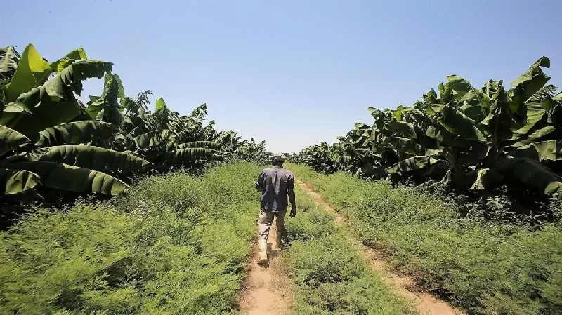 مدار الساعة,أخبار اقتصادية,كورونا,رئيس الوزراء,وزارة الزراعة